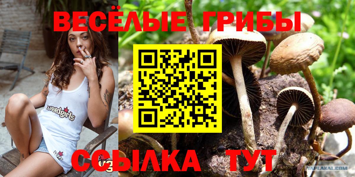 Псилоцибиновые грибы Psilocybine cubensis Кстово